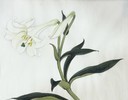 蔡德怡导师