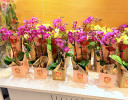  European Floral Art Demonstration